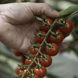 Bunch of cherry tomatoes